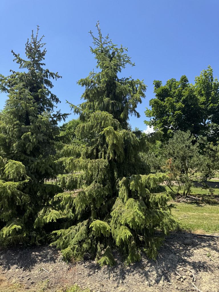 Picea omorika