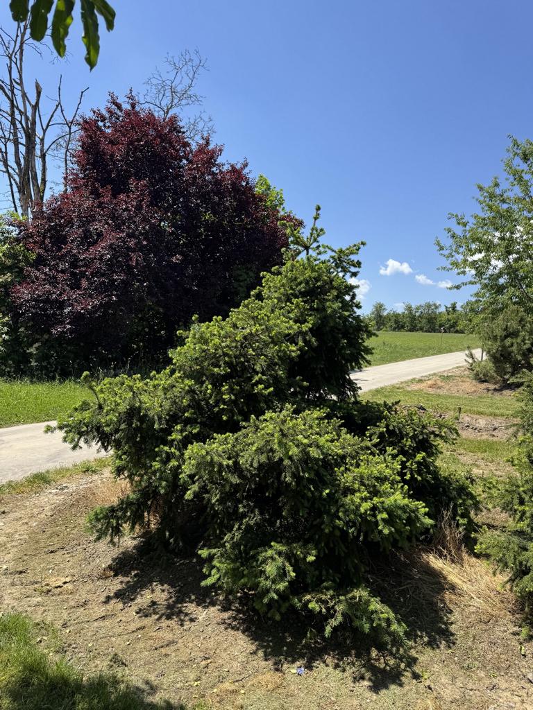 Picea abies 'Ohlendorffii'