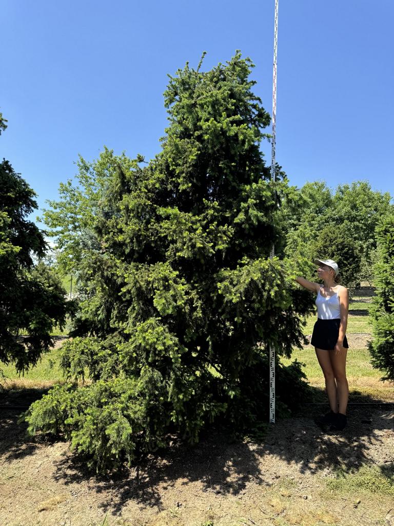 Picea abies 'Ohlendorffii'