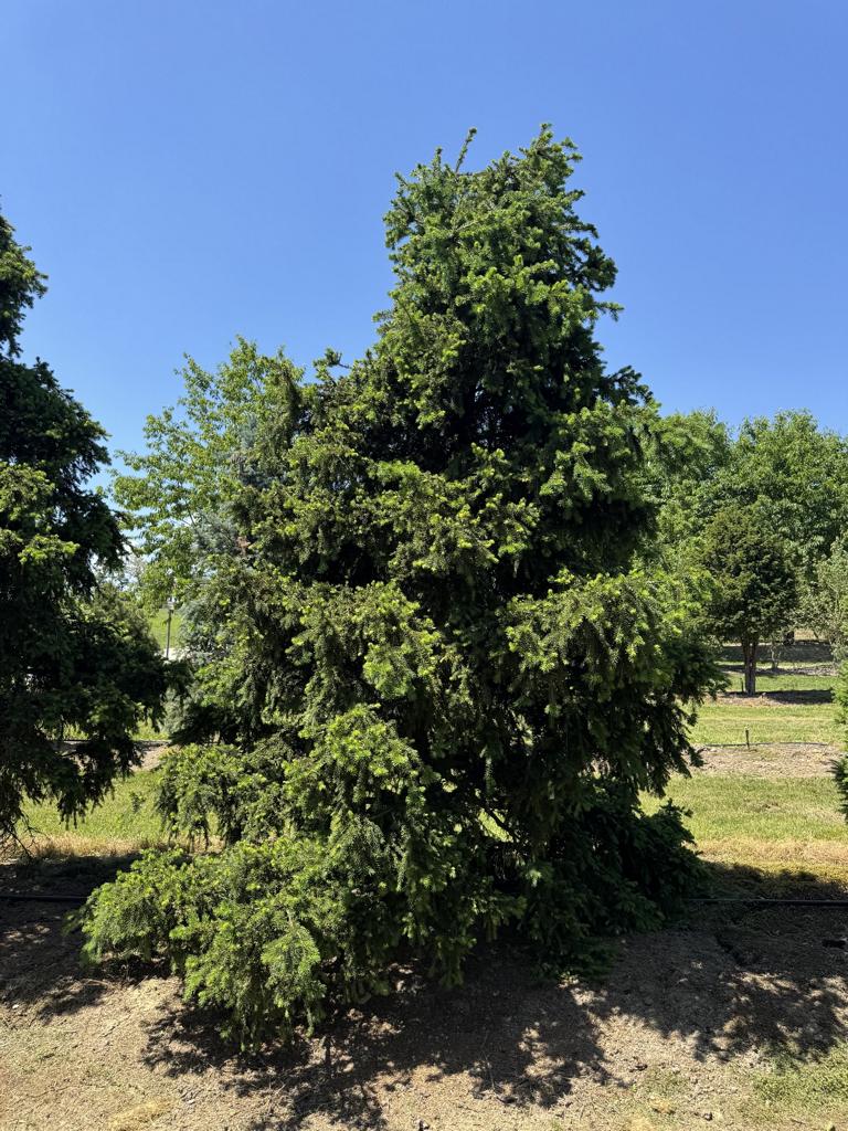 Picea abies 'Ohlendorffii'