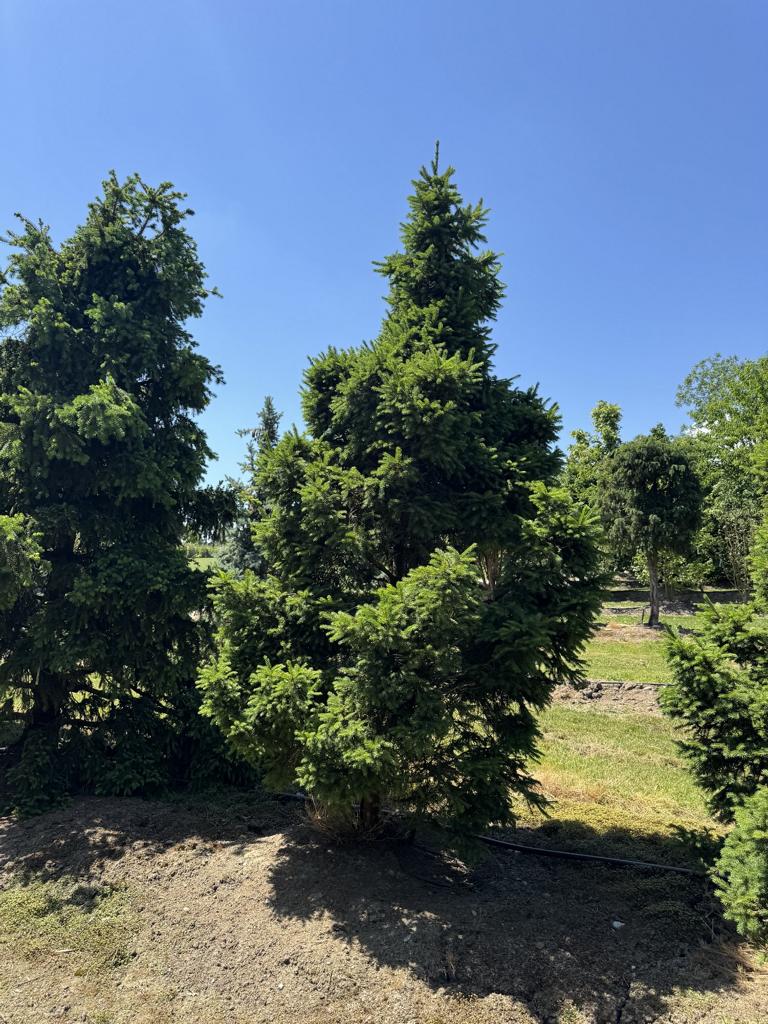 Picea abies 'Maxwellii'
