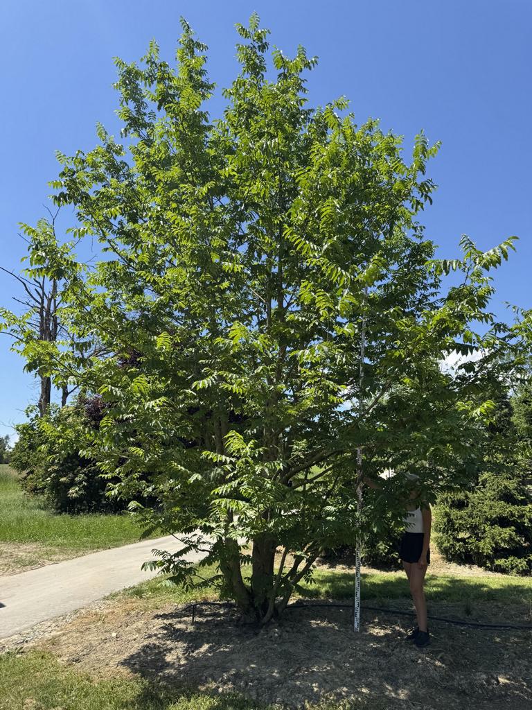 Pterocarya fraxinifolia