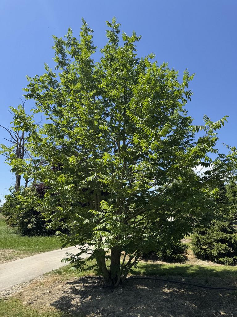 Pterocarya fraxinifolia