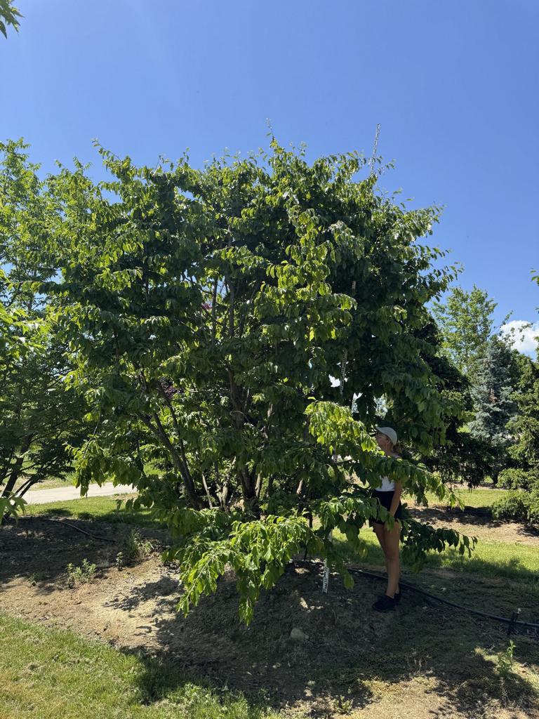 Parrotia persica