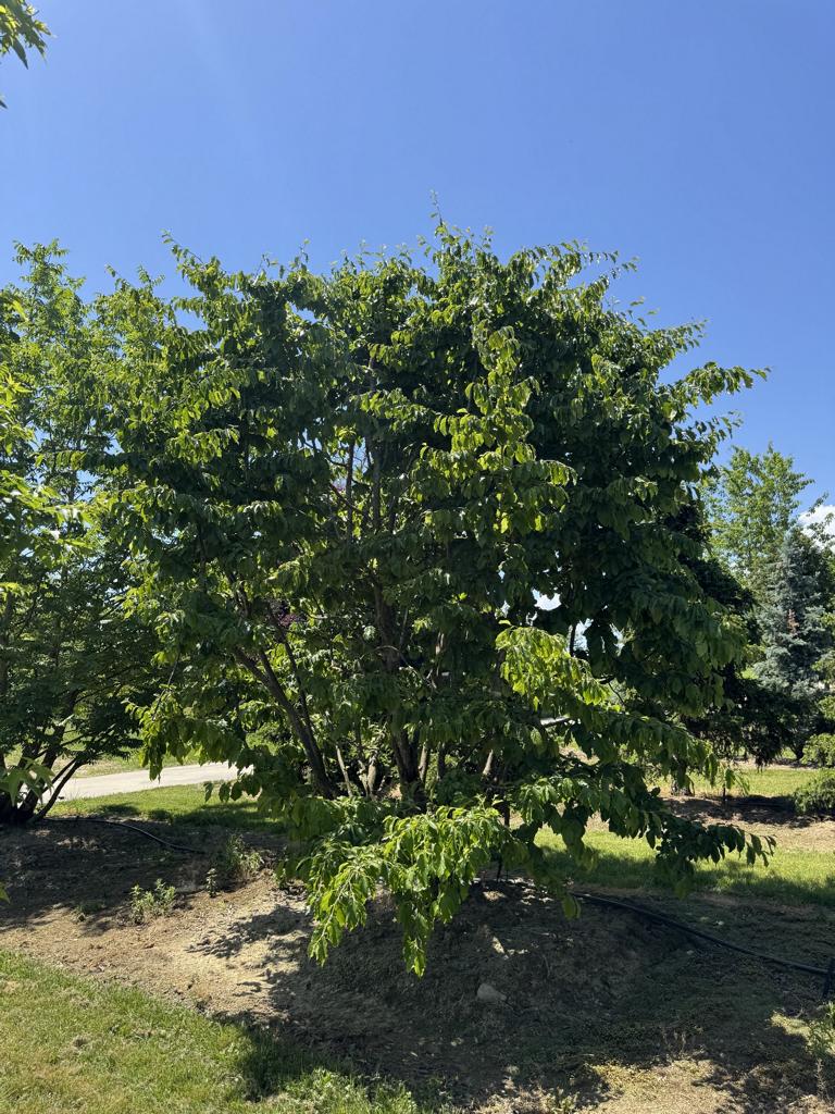 Parrotia persica