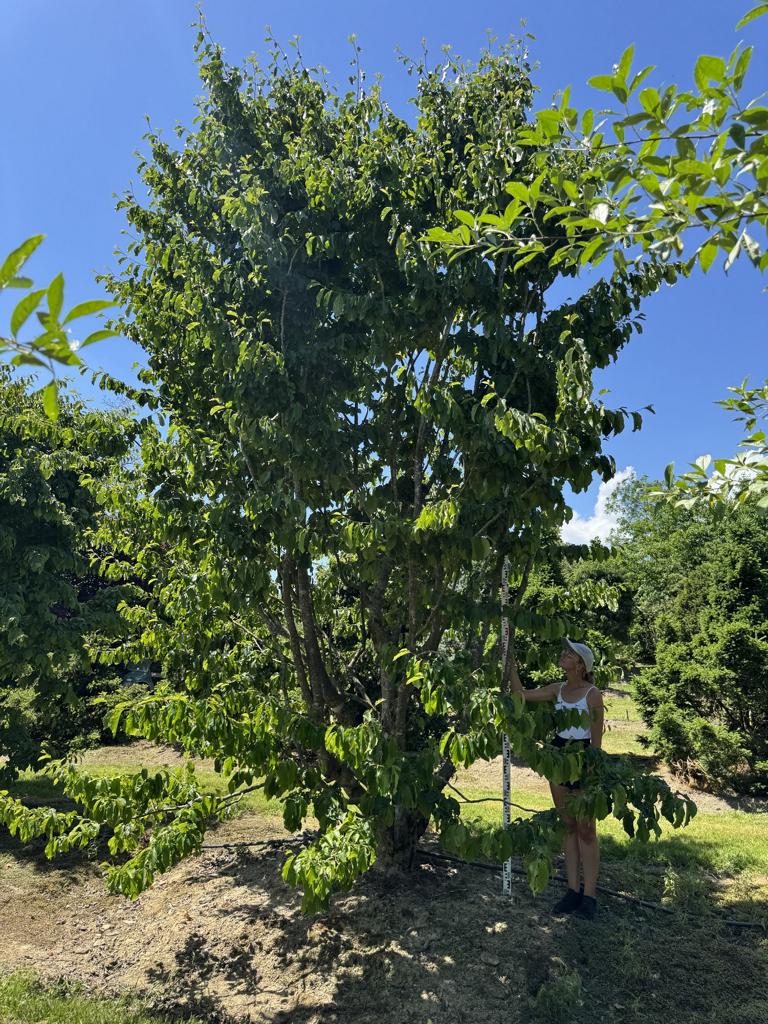 Parrotia persica