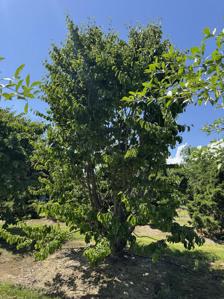 Parrotia persica