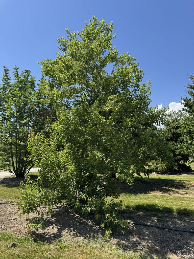 Acer buergerianum
