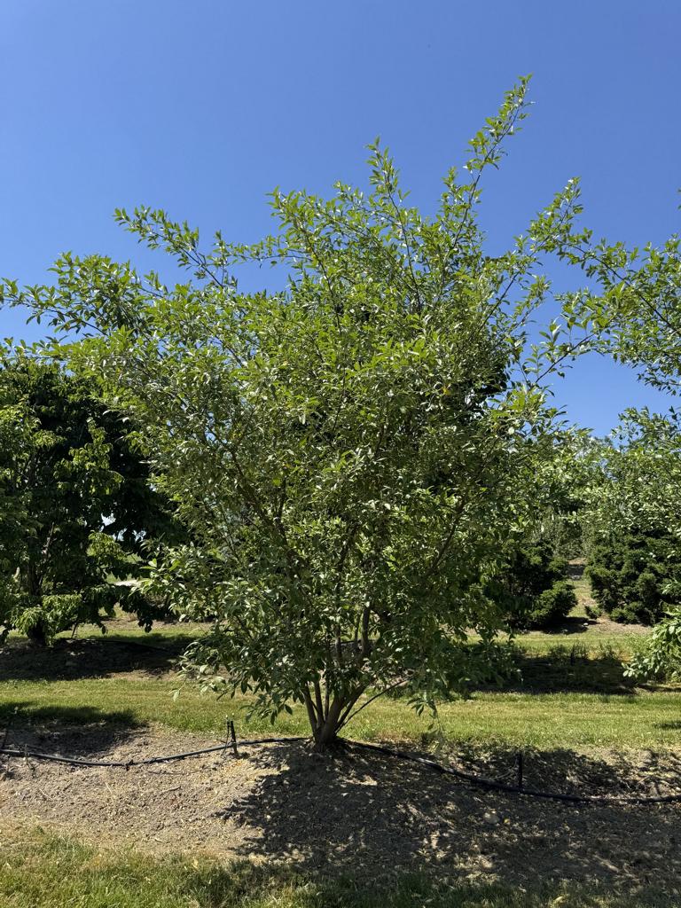Elaeagnus commutata