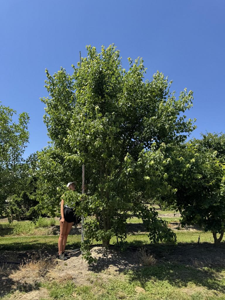 Acer buergerianum