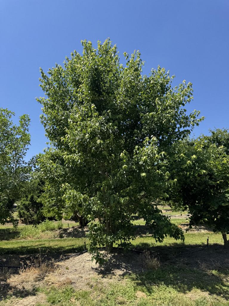 Acer buergerianum