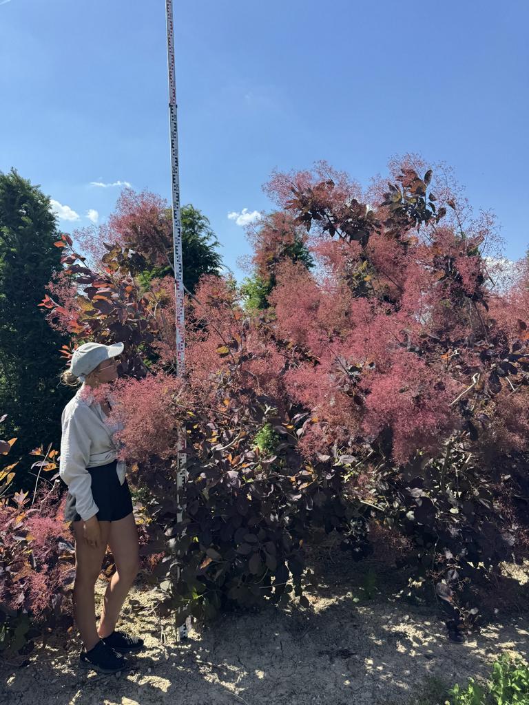Cotinus 'Grace'