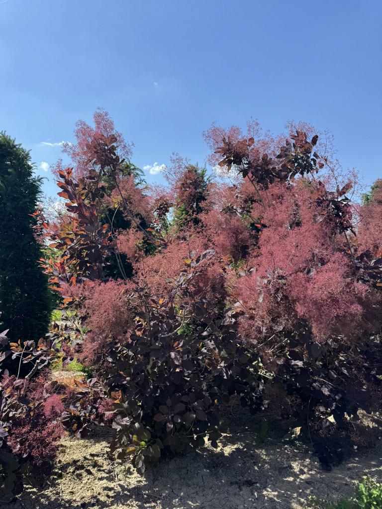 Cotinus 'Grace'