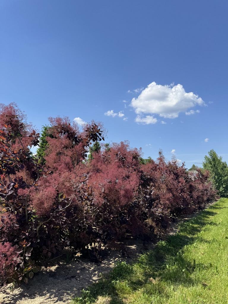 Cotinus 'Grace'