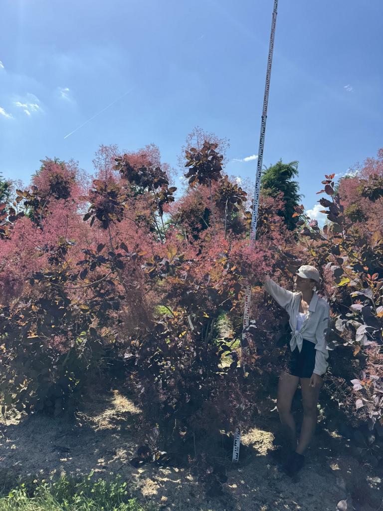 Cotinus 'Grace'