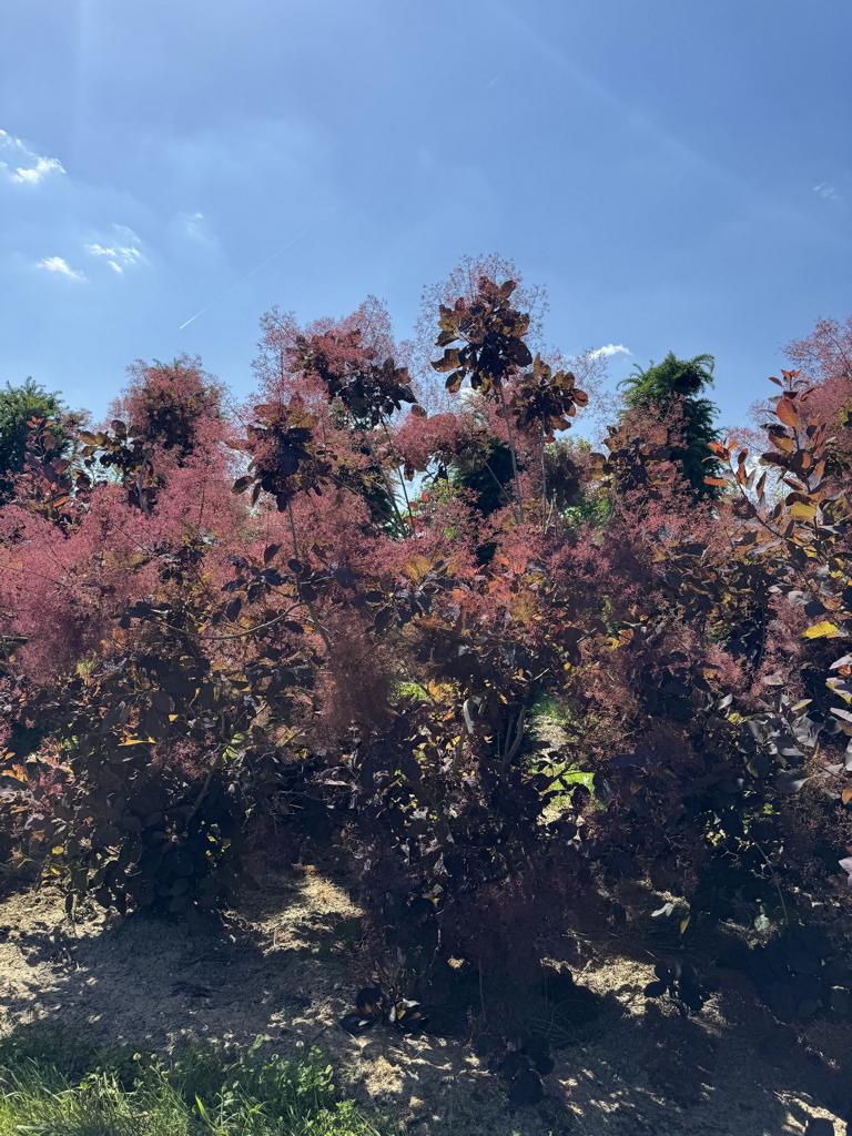 Cotinus 'Grace'