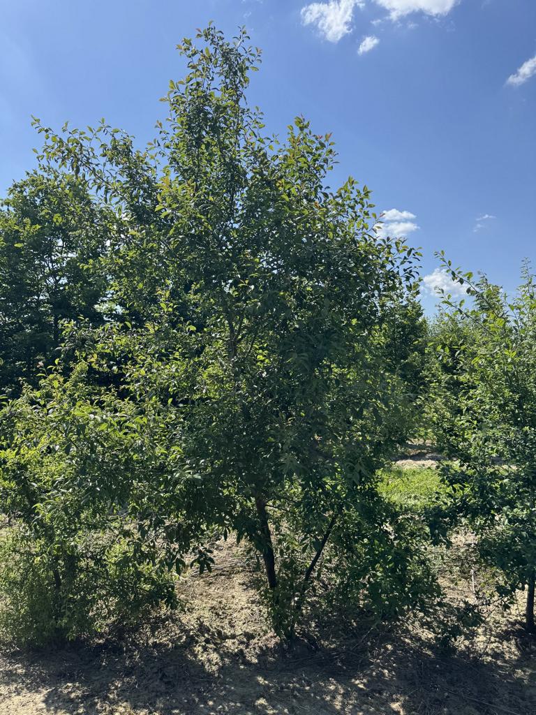 Prunus spinosa