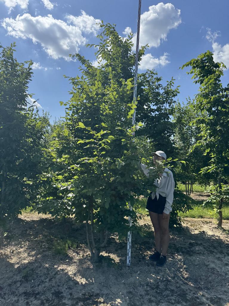 Carpinus betulus