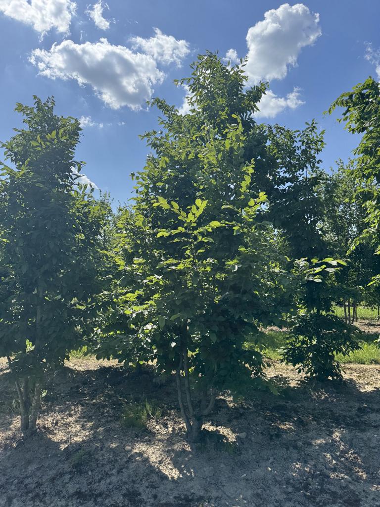 Carpinus betulus