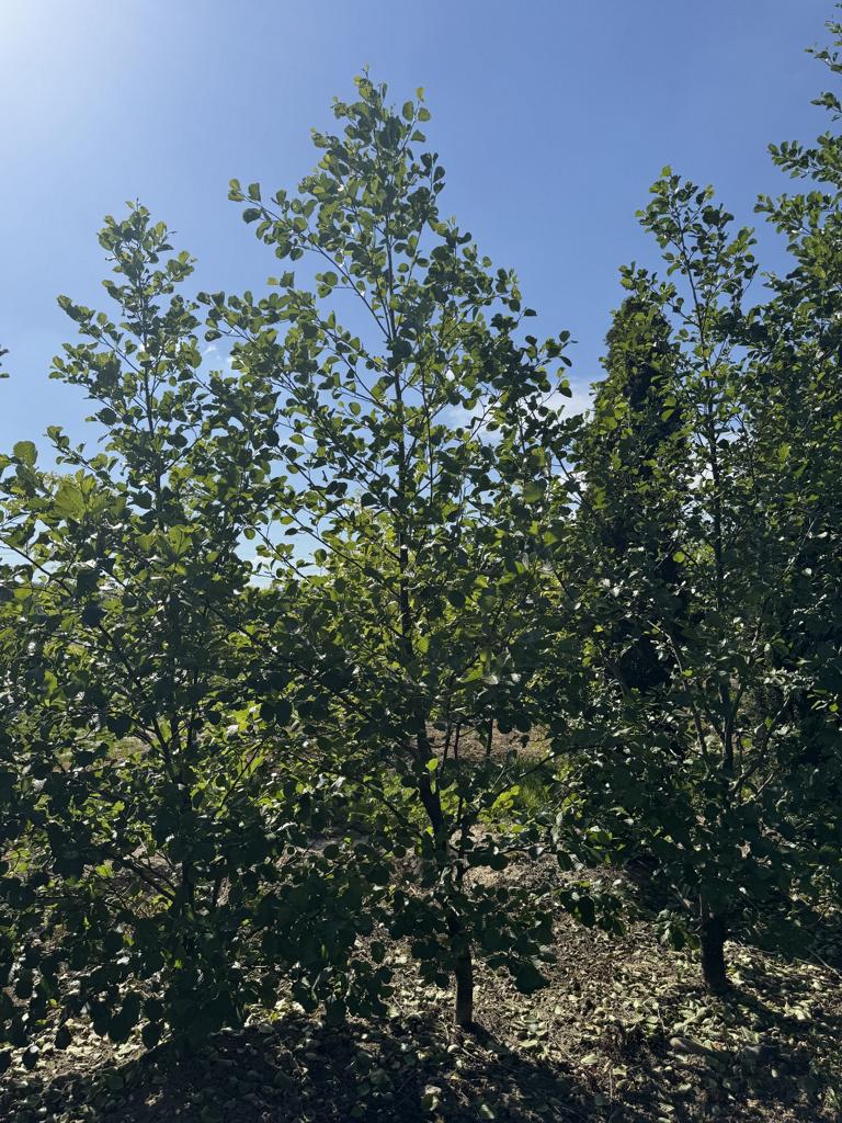 Alnus glutinosa