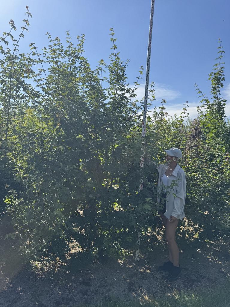 Acer campestre