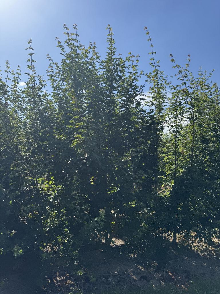 Acer campestre