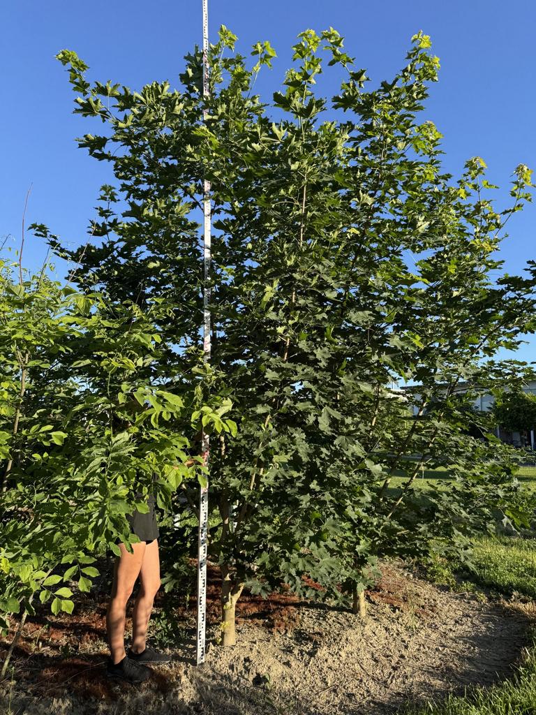 Acer platanoides