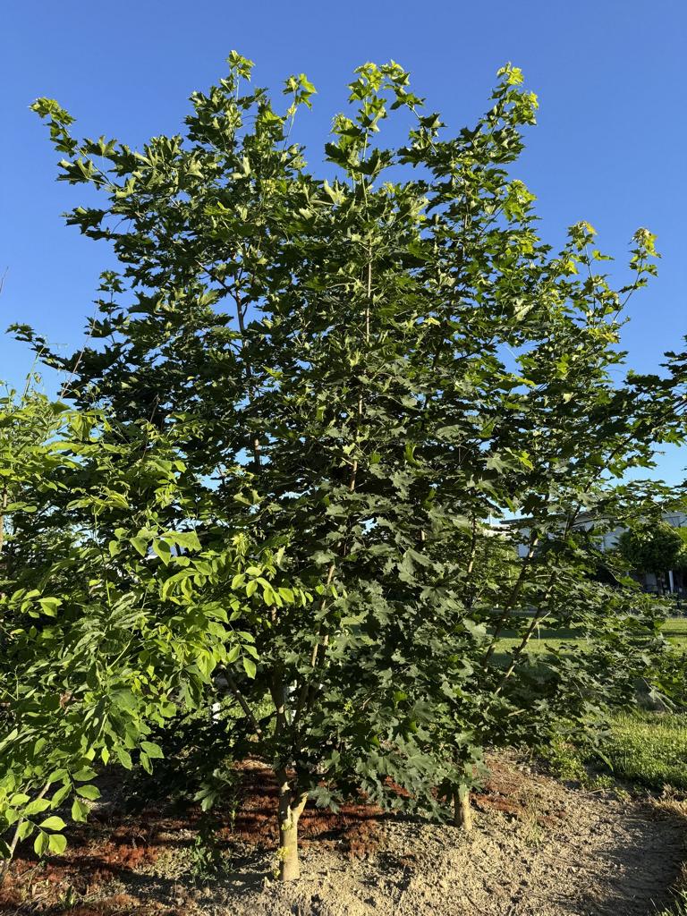 Acer platanoides