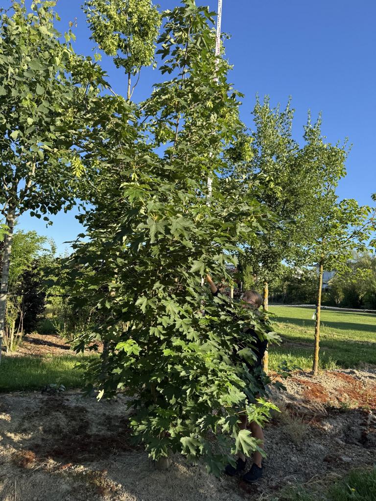 Acer pseudoplatanus