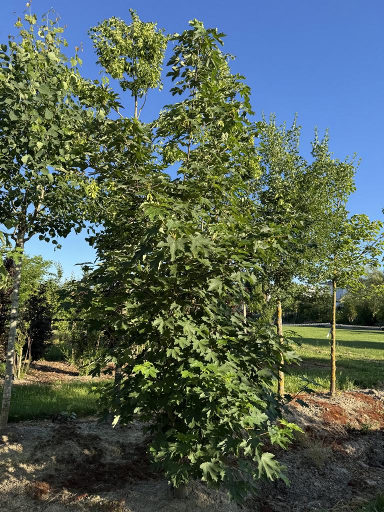 Acer pseudoplatanus