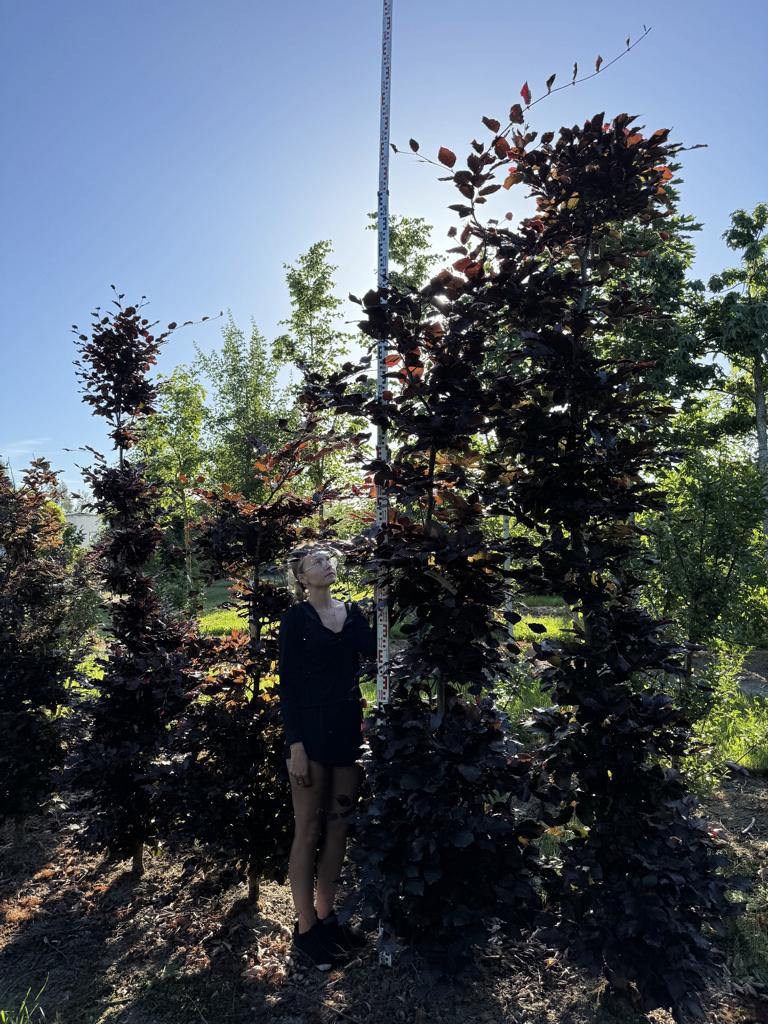 Fagus sylvatica 'Atropunicea'