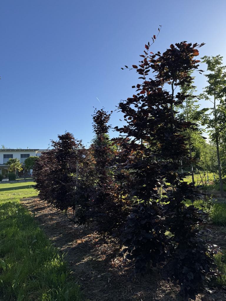 Fagus sylvatica 'Atropunicea'