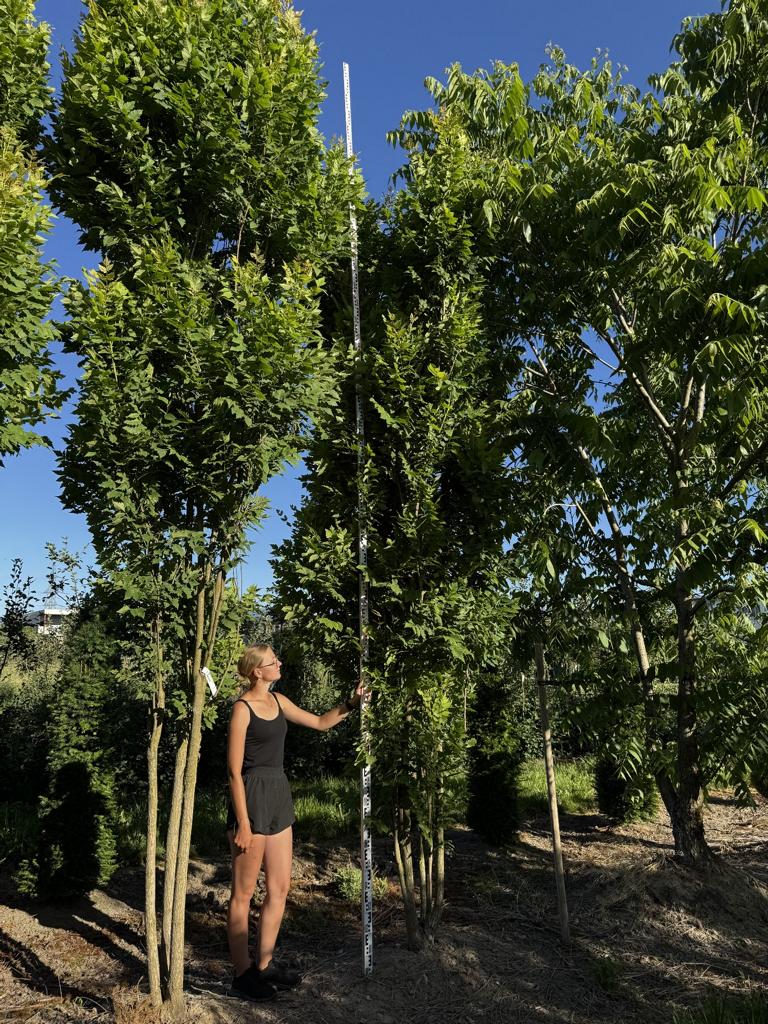 Koelreuteria paniculata 'Fastigiata'