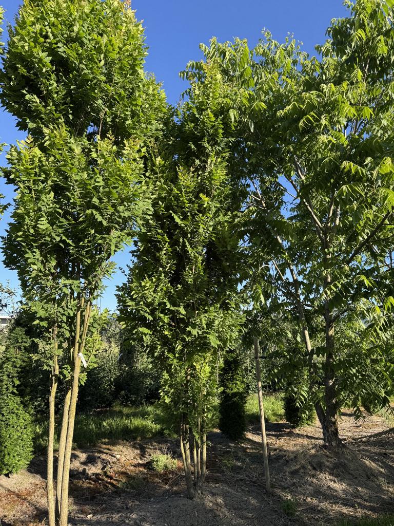 Koelreuteria paniculata 'Fastigiata'