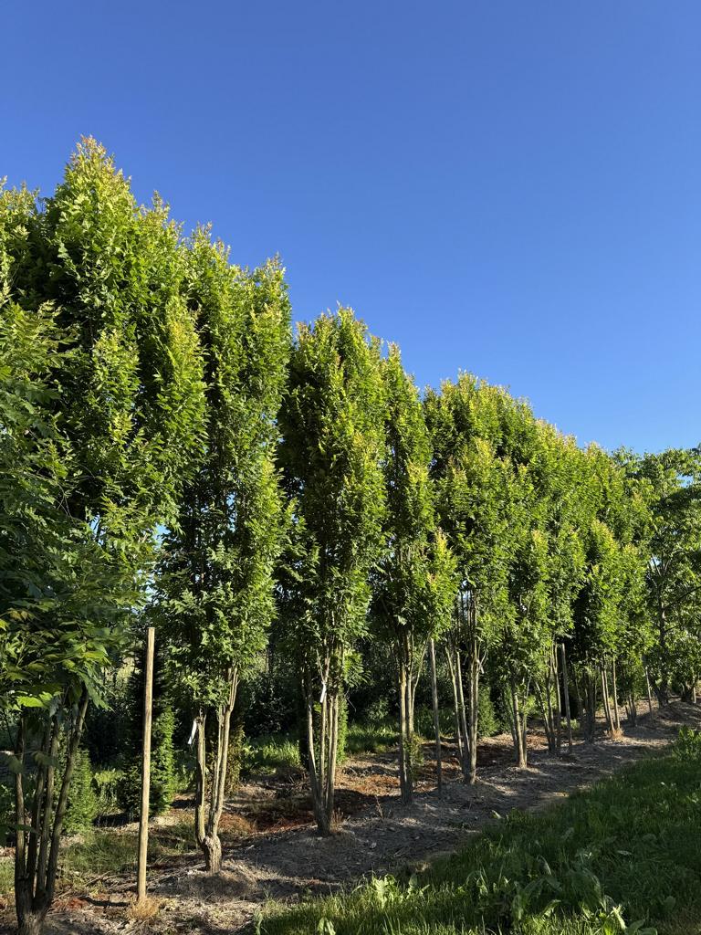 Koelreuteria paniculata 'Fastigiata'