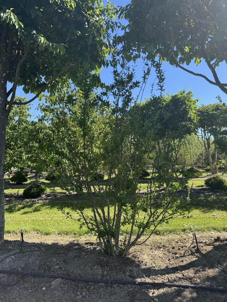 Punica granatum