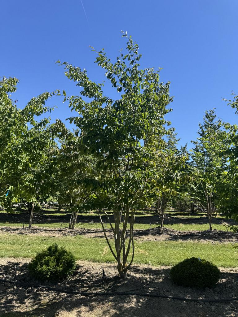 Parrotia persica Schirmform