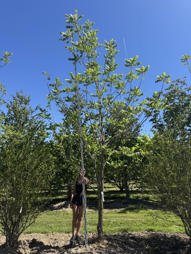 Juglans nigra