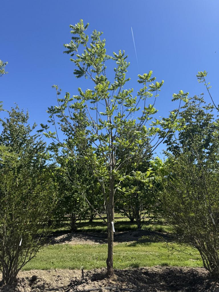 Juglans nigra