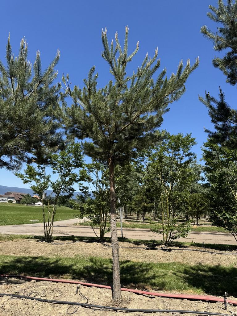 Pinus sylvestris