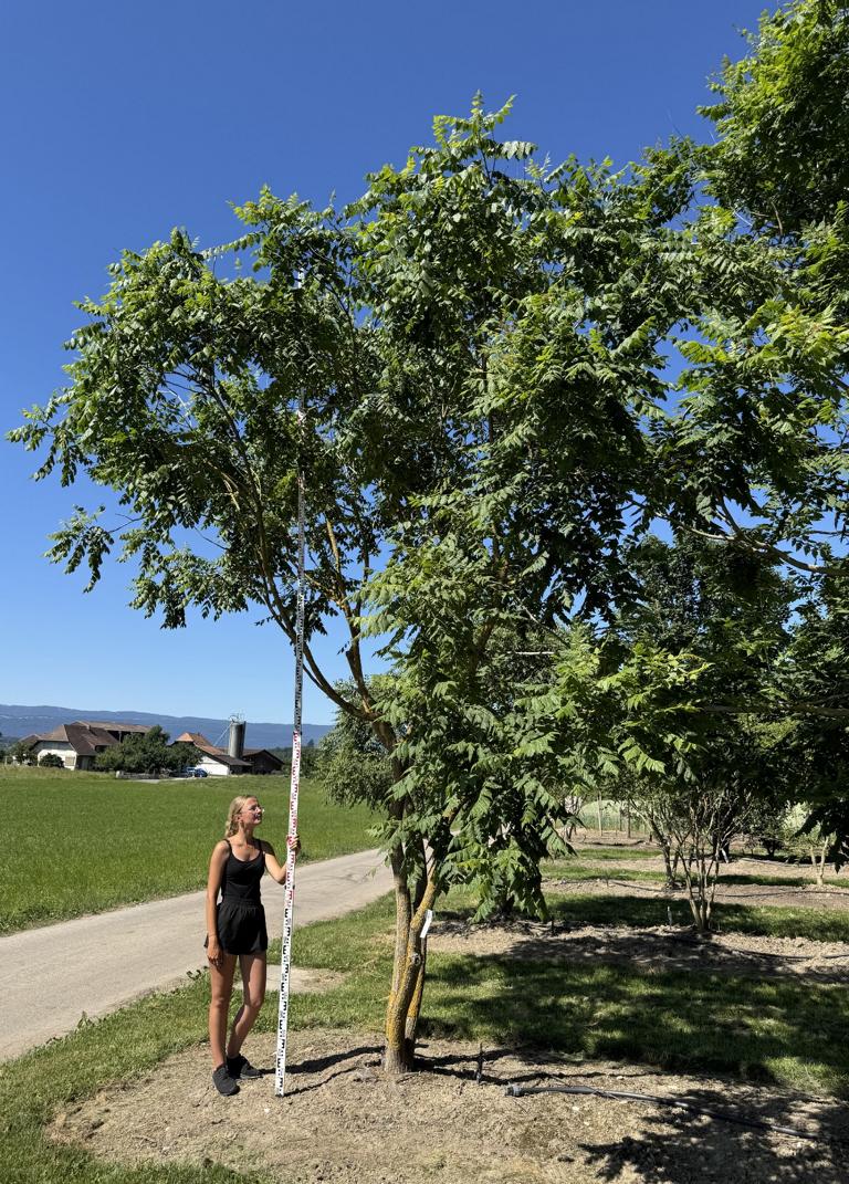 Koelreuteria paniculata