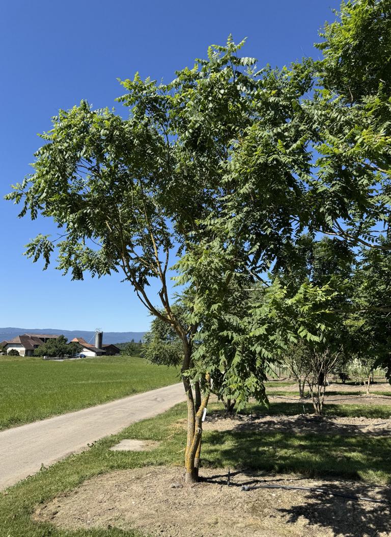 Koelreuteria paniculata