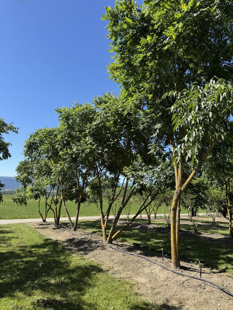 Koelreuteria paniculata