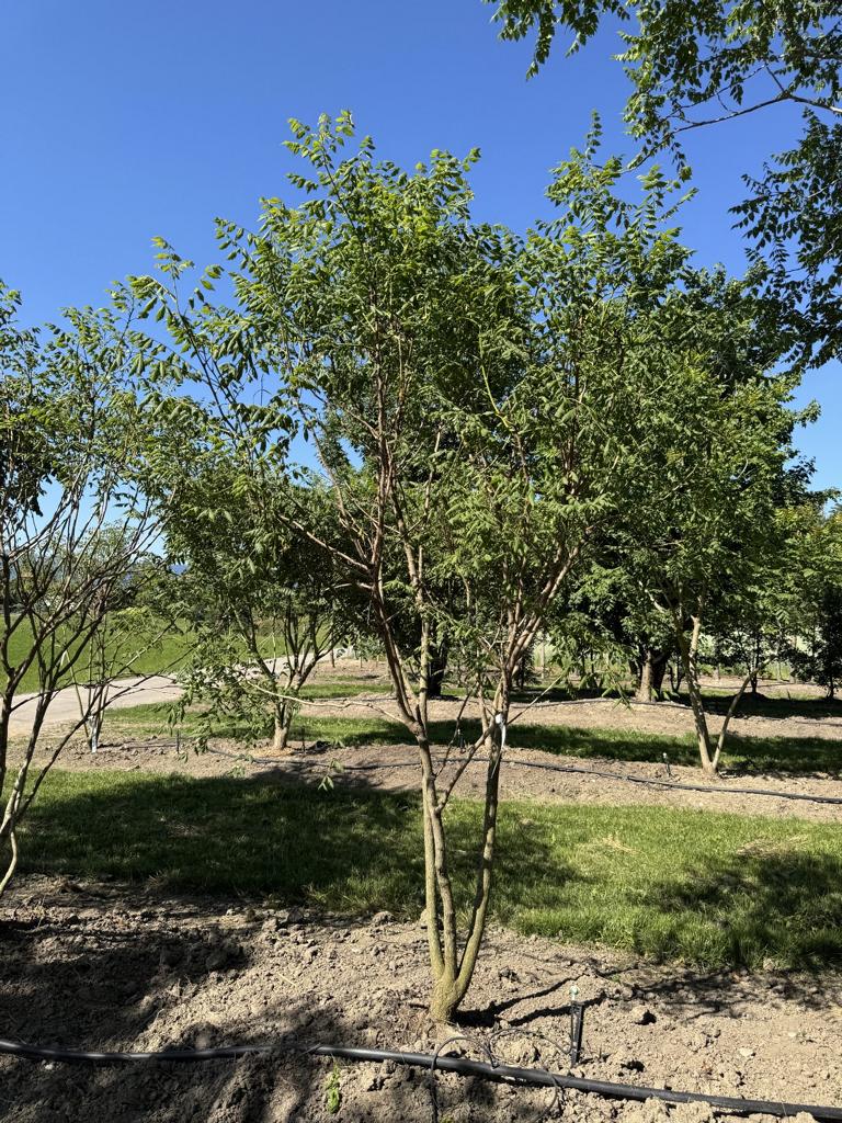 Koelreuteria paniculata