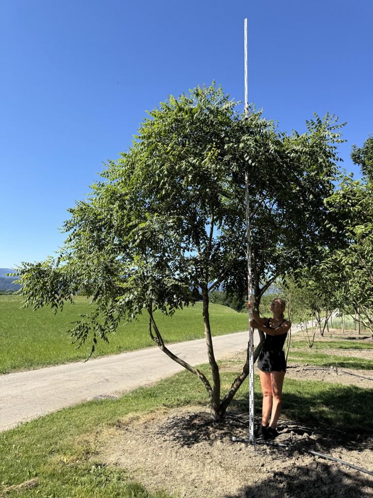Koelreuteria paniculata