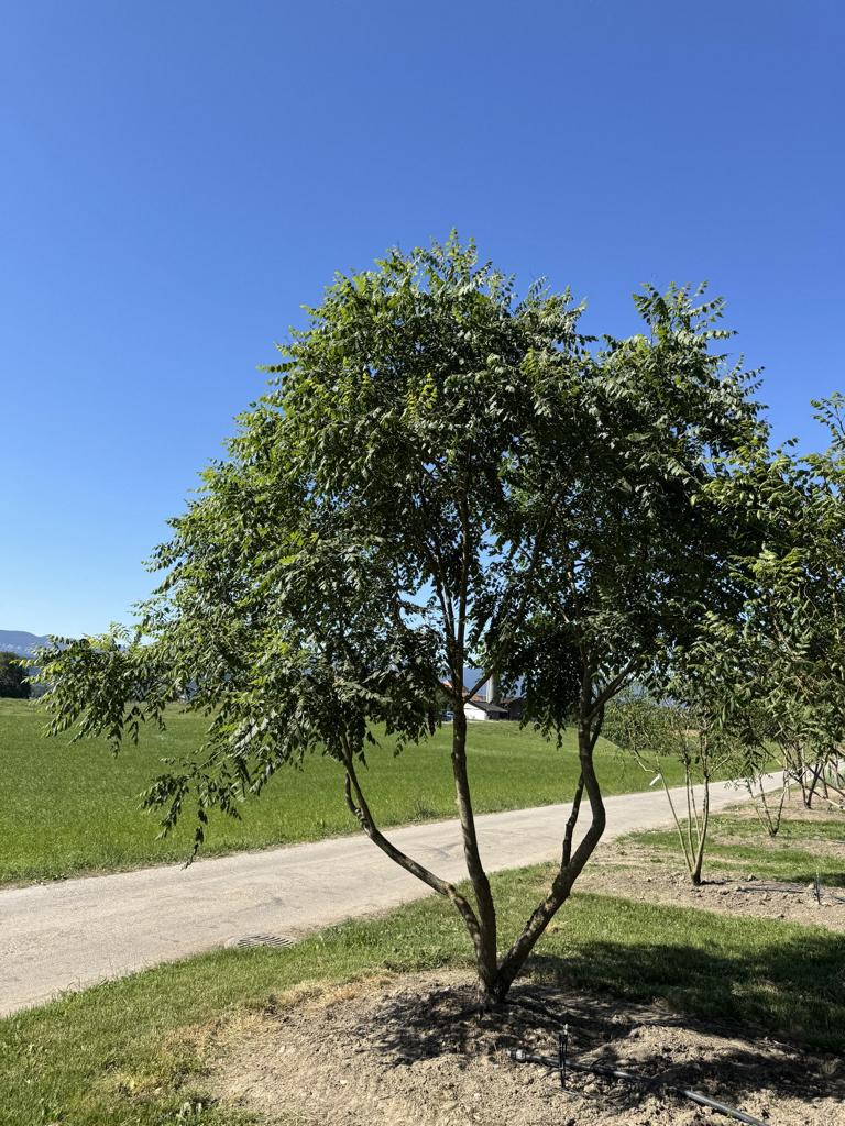 Koelreuteria paniculata