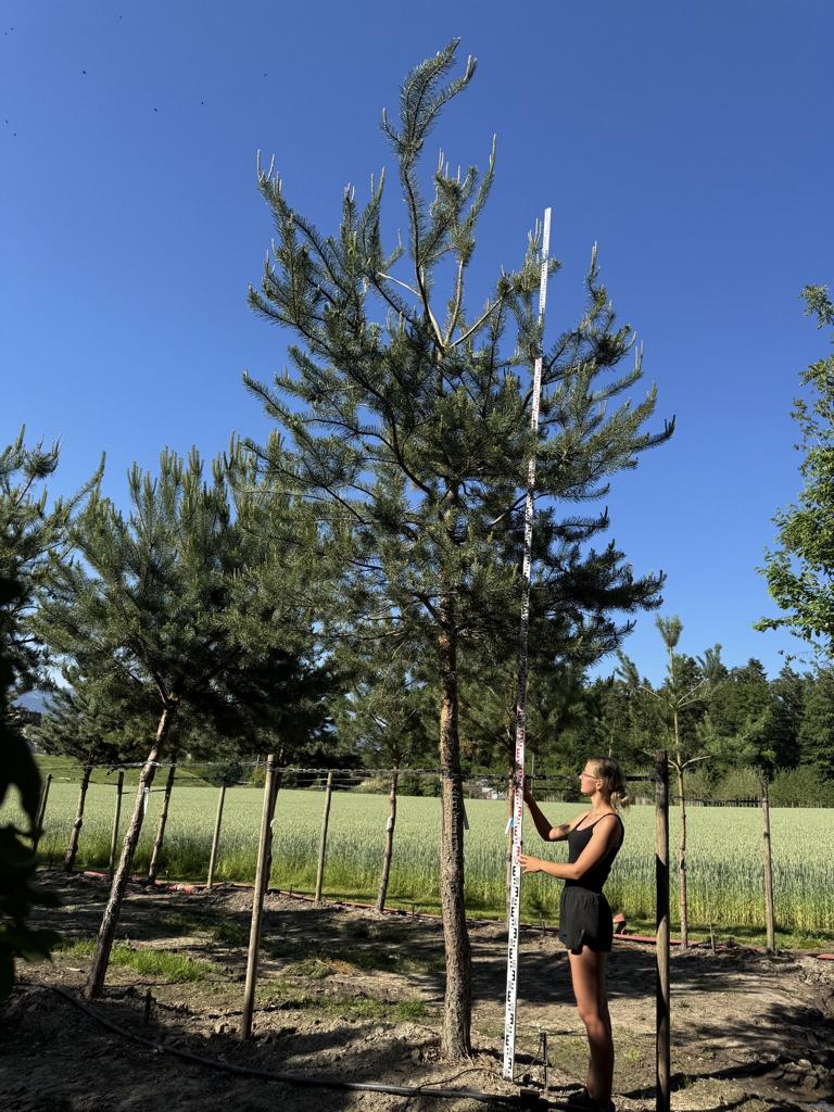 Pinus sylvestris