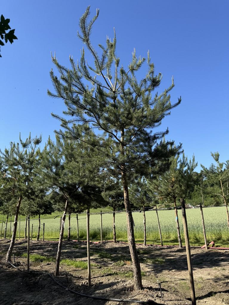 Pinus sylvestris