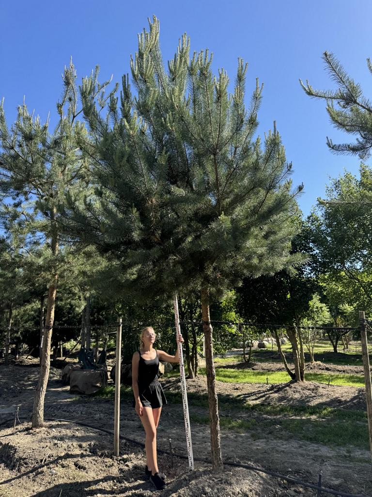 Pinus sylvestris