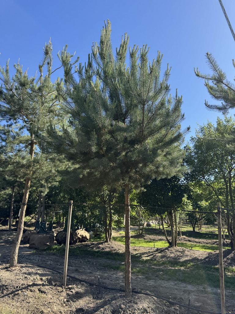Pinus sylvestris